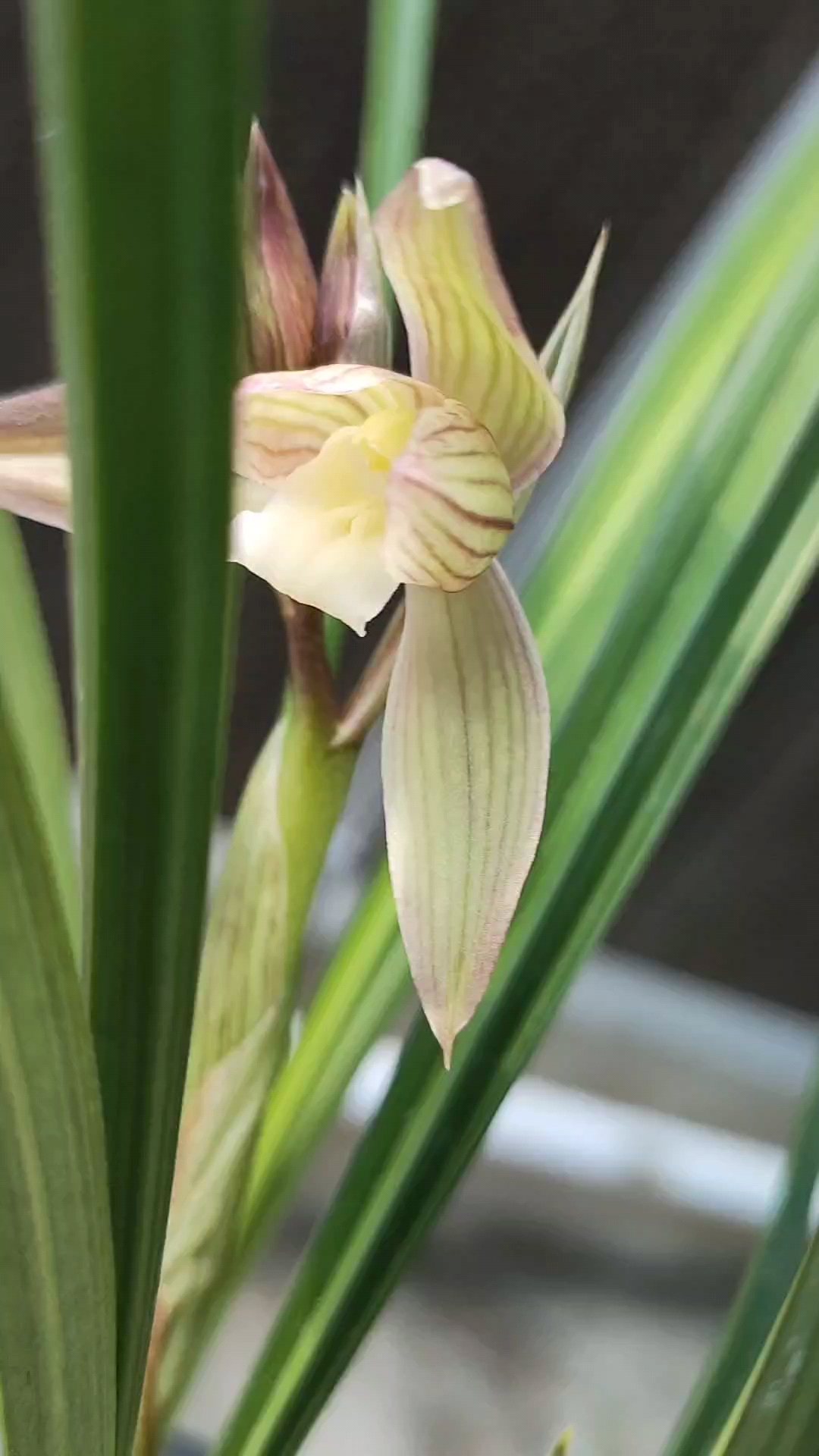 兰花春剑红霞素花虽然没上艺依然很漂亮