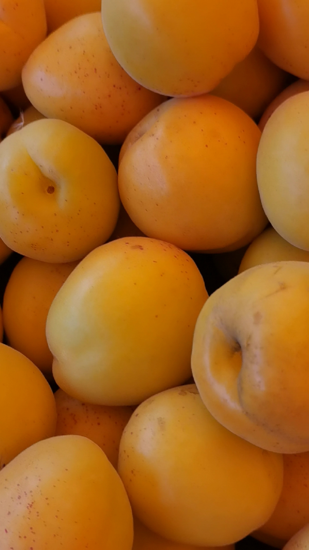 荷兰香蜜杏成熟了