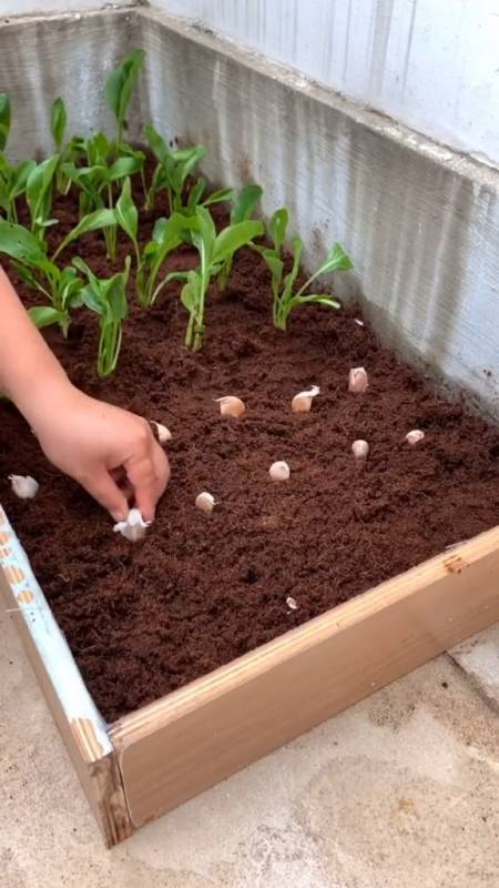 618超级好物节#养花种菜专用土,疏松透气营养丰富,进口椰砖土好物