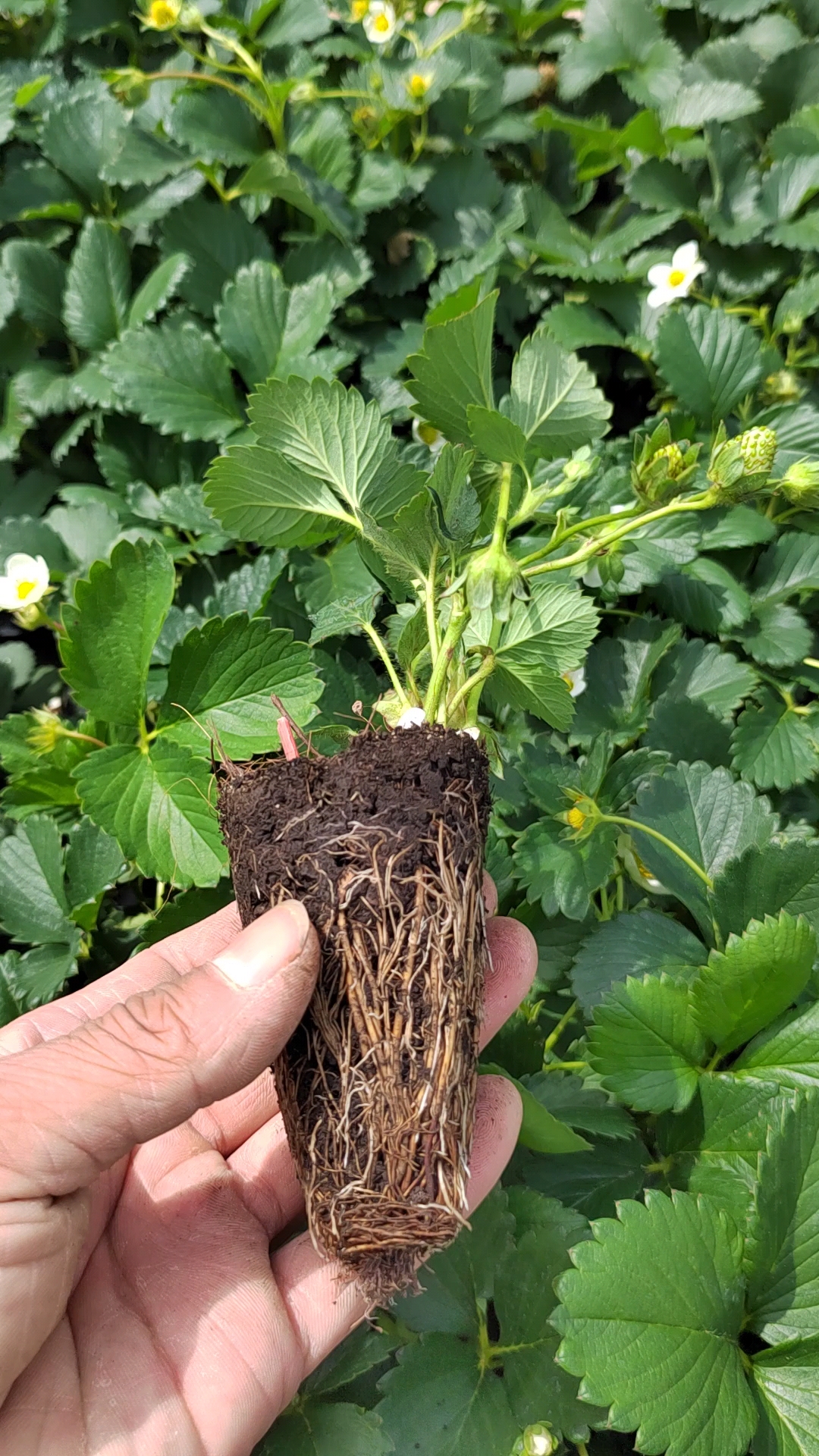 大叶红颜九九草莓苗,种苗生产苗基地!