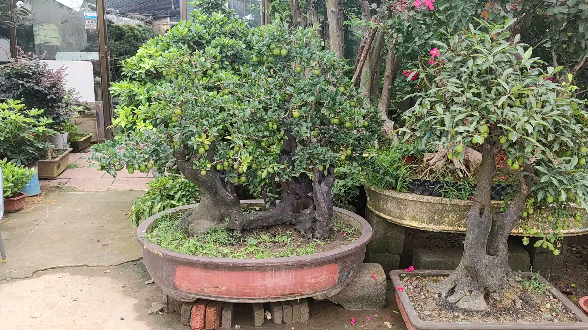 过桥连体金弹子