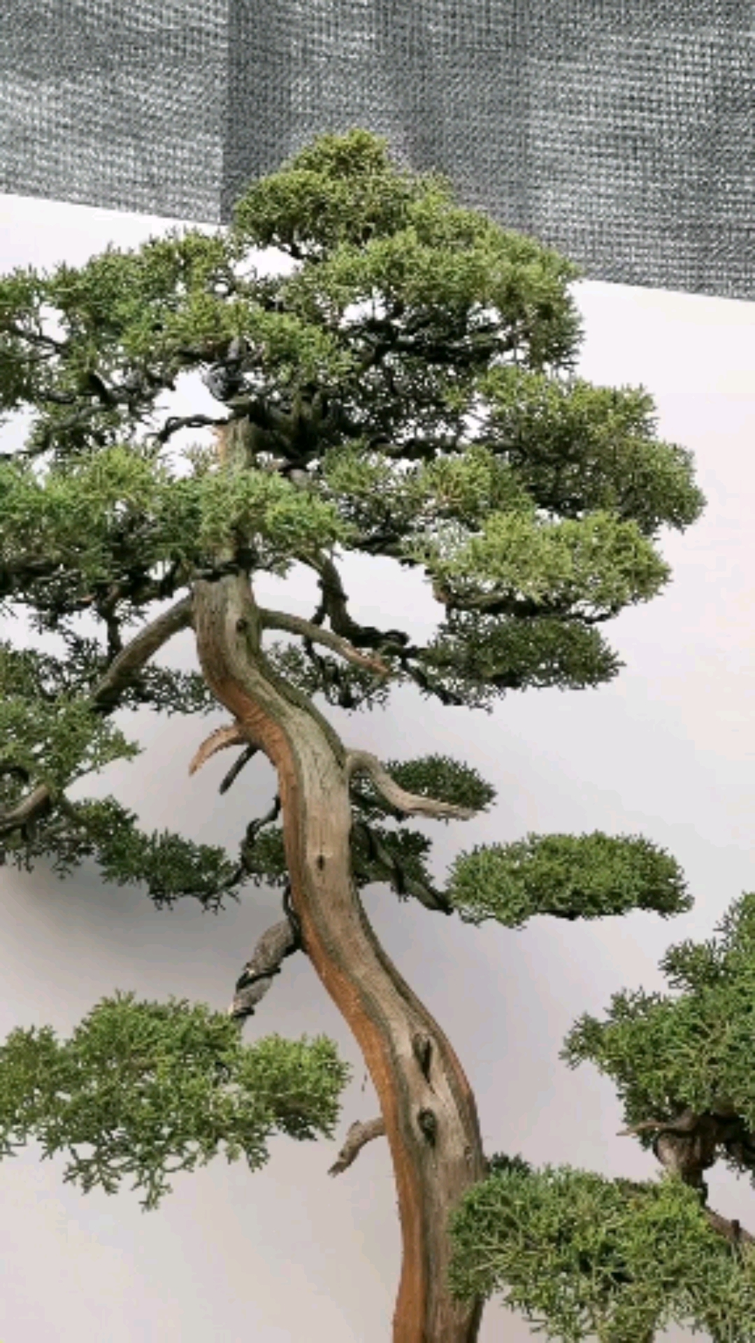 一颗双杆原生真柏,喜欢的老铁,点点红星