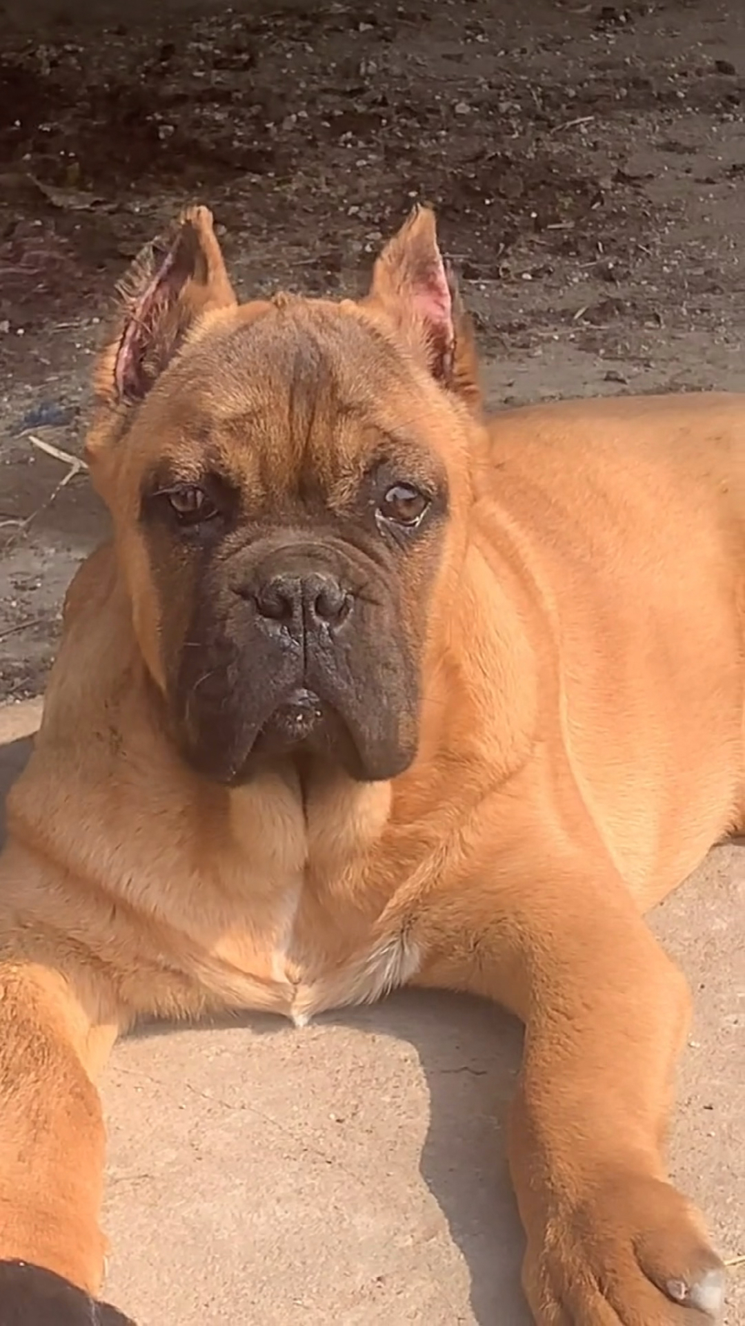 卡斯罗#铁面卡斯罗