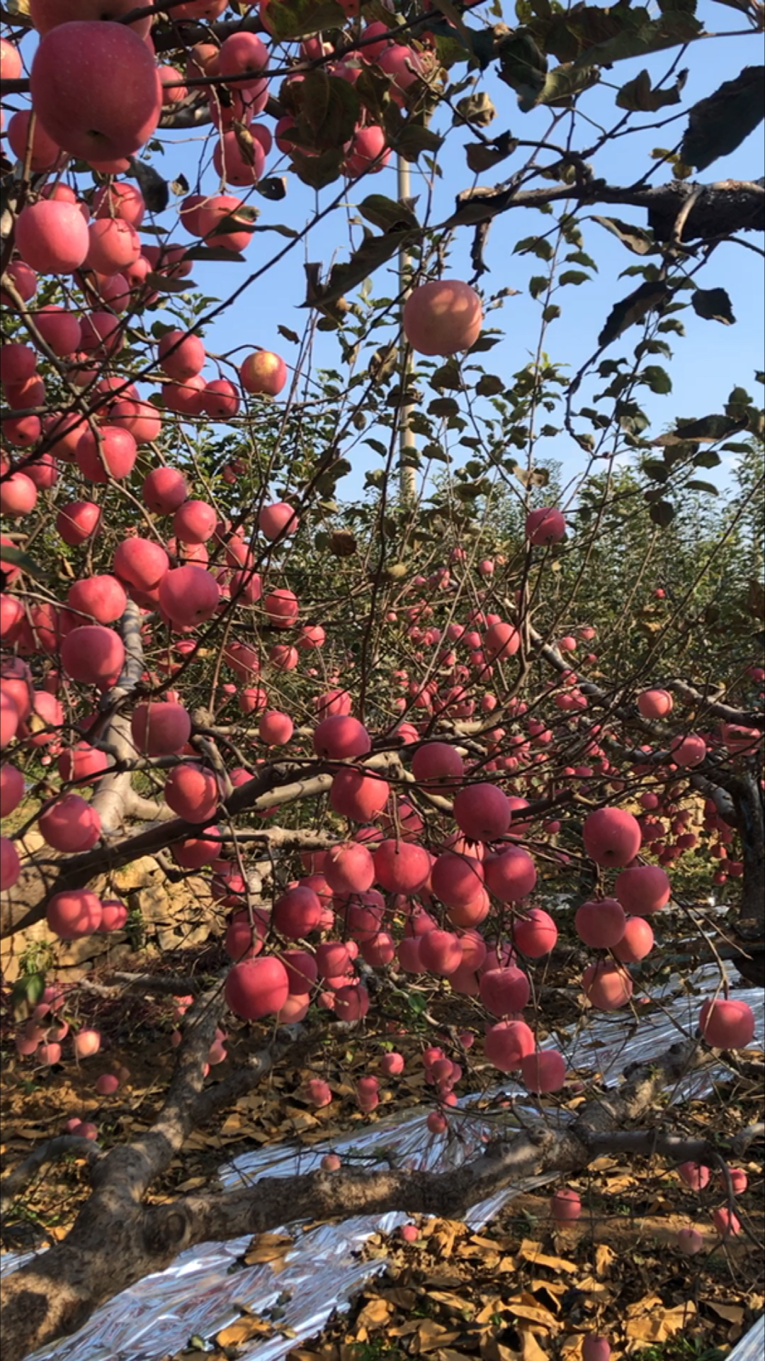望乡红苹果丰收了