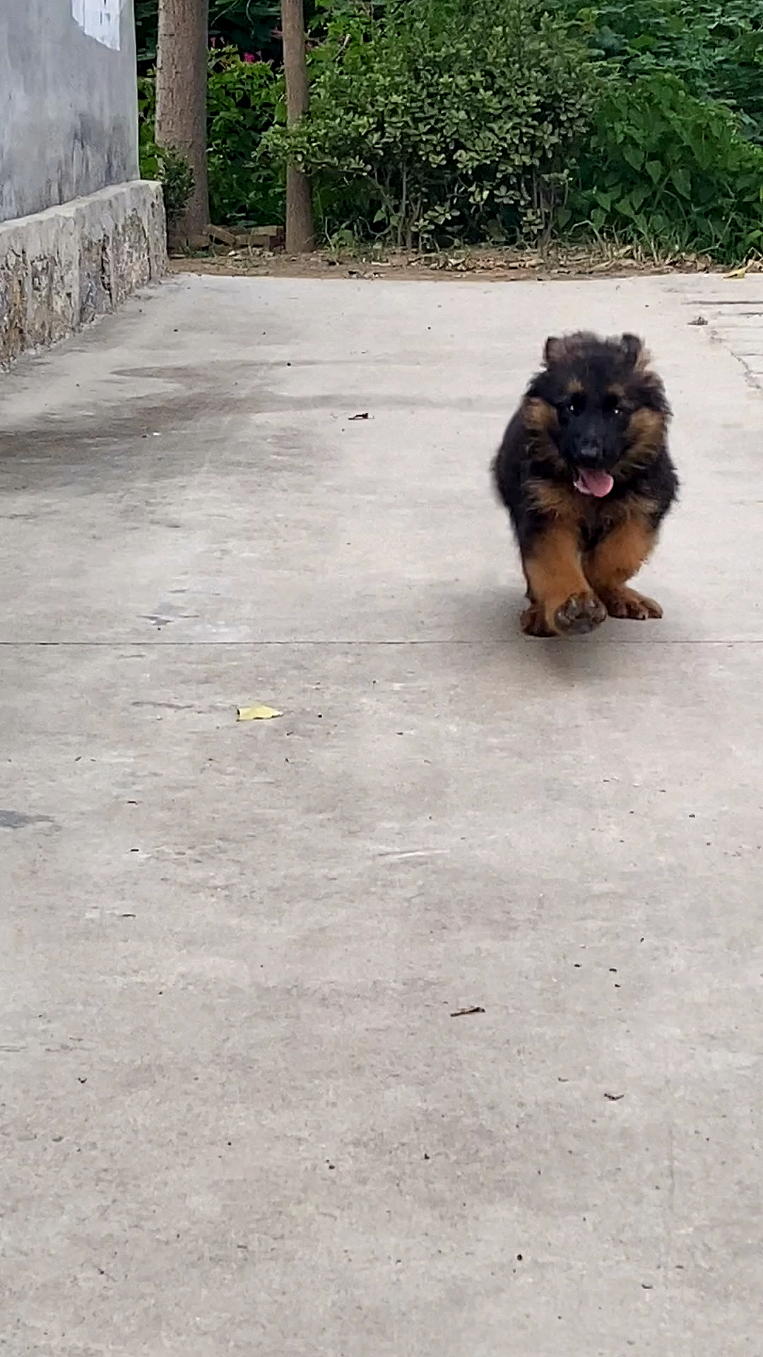 两个月德牧十五斤重样子凶悍性格温顺