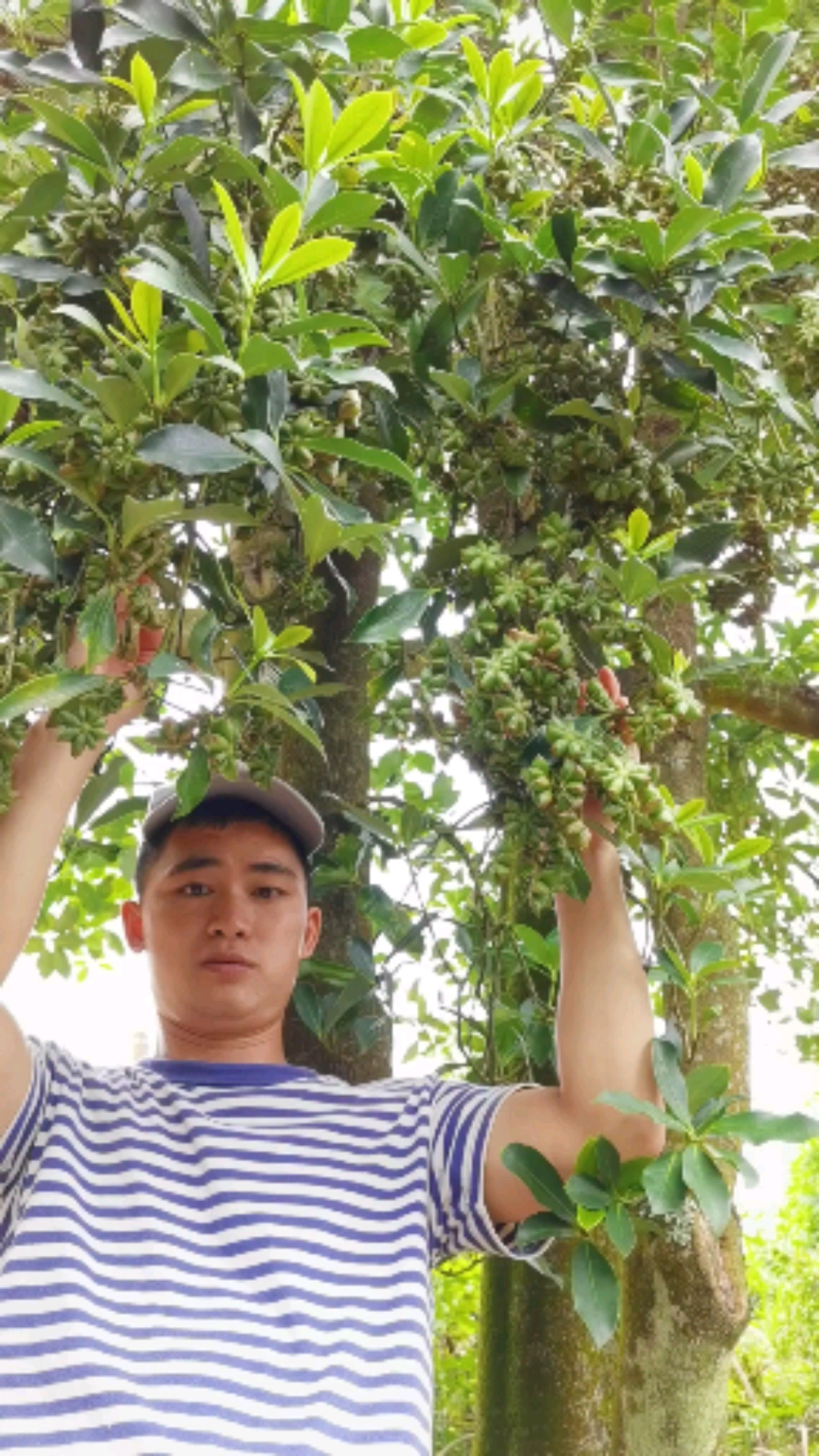 木王品种八角这长势不错哦