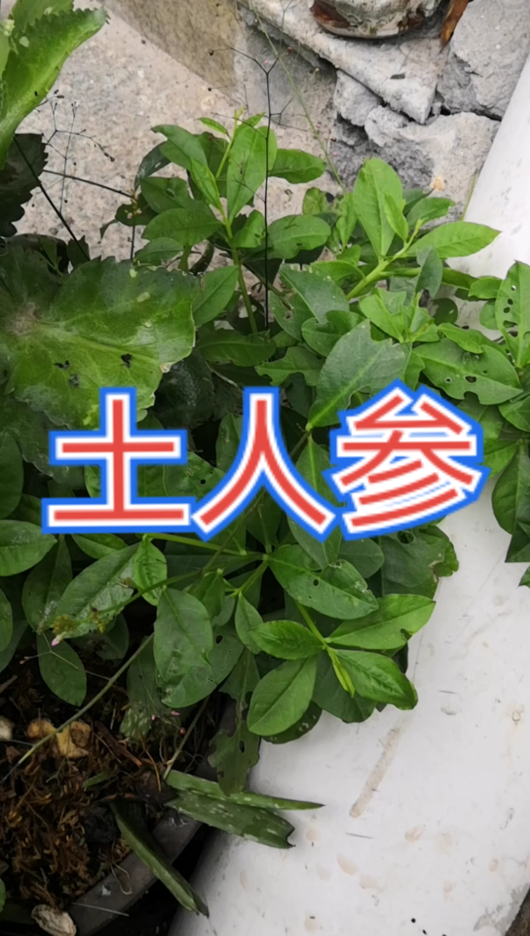 寻百草,识百草,土人参