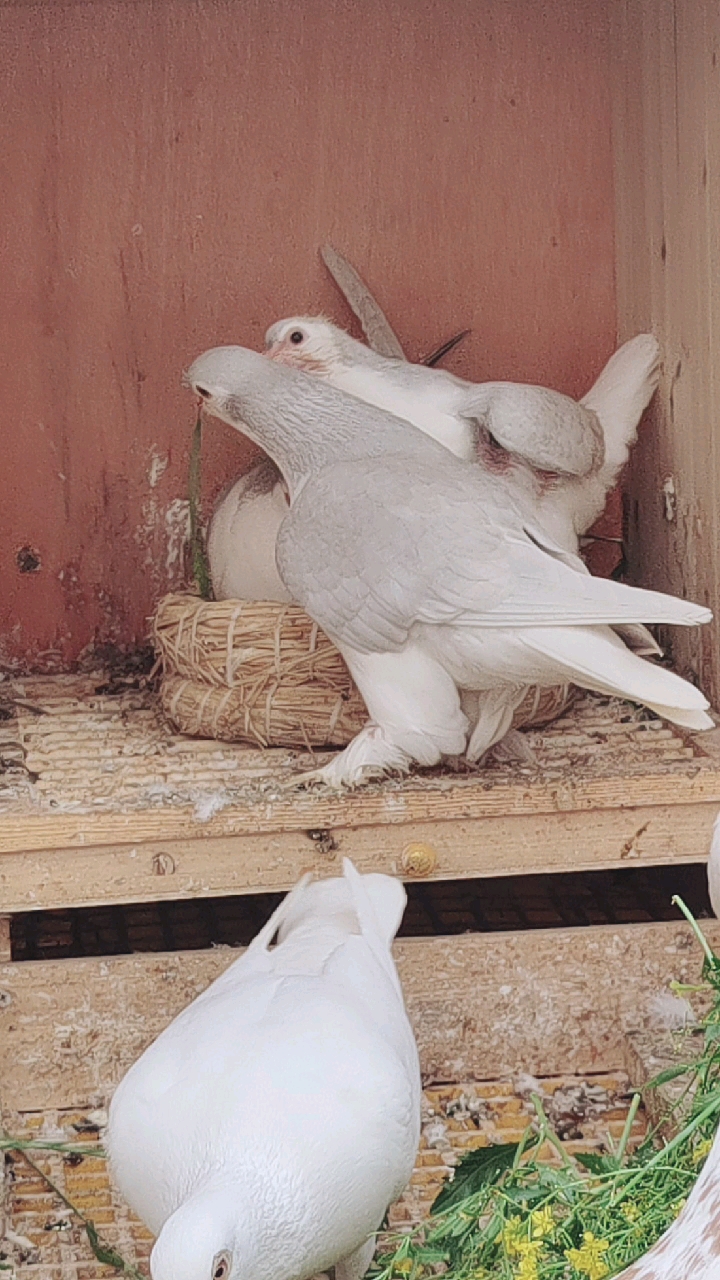 鸽魔#漂亮的蓝拉种鸽欣赏.