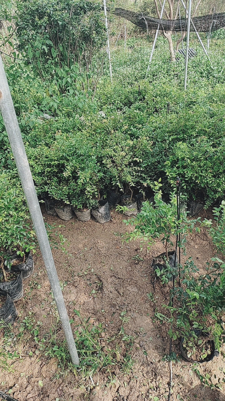 台湾树葡萄种苗今天出货几百颗