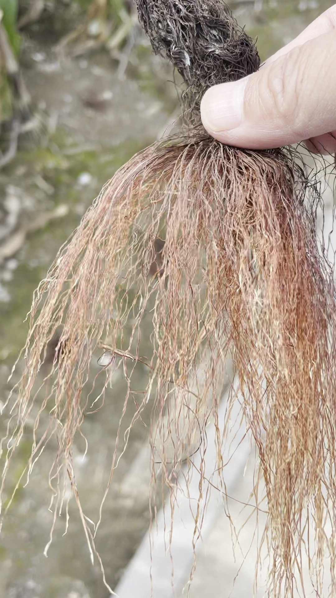 玉米胡须多授粉好不秃尖