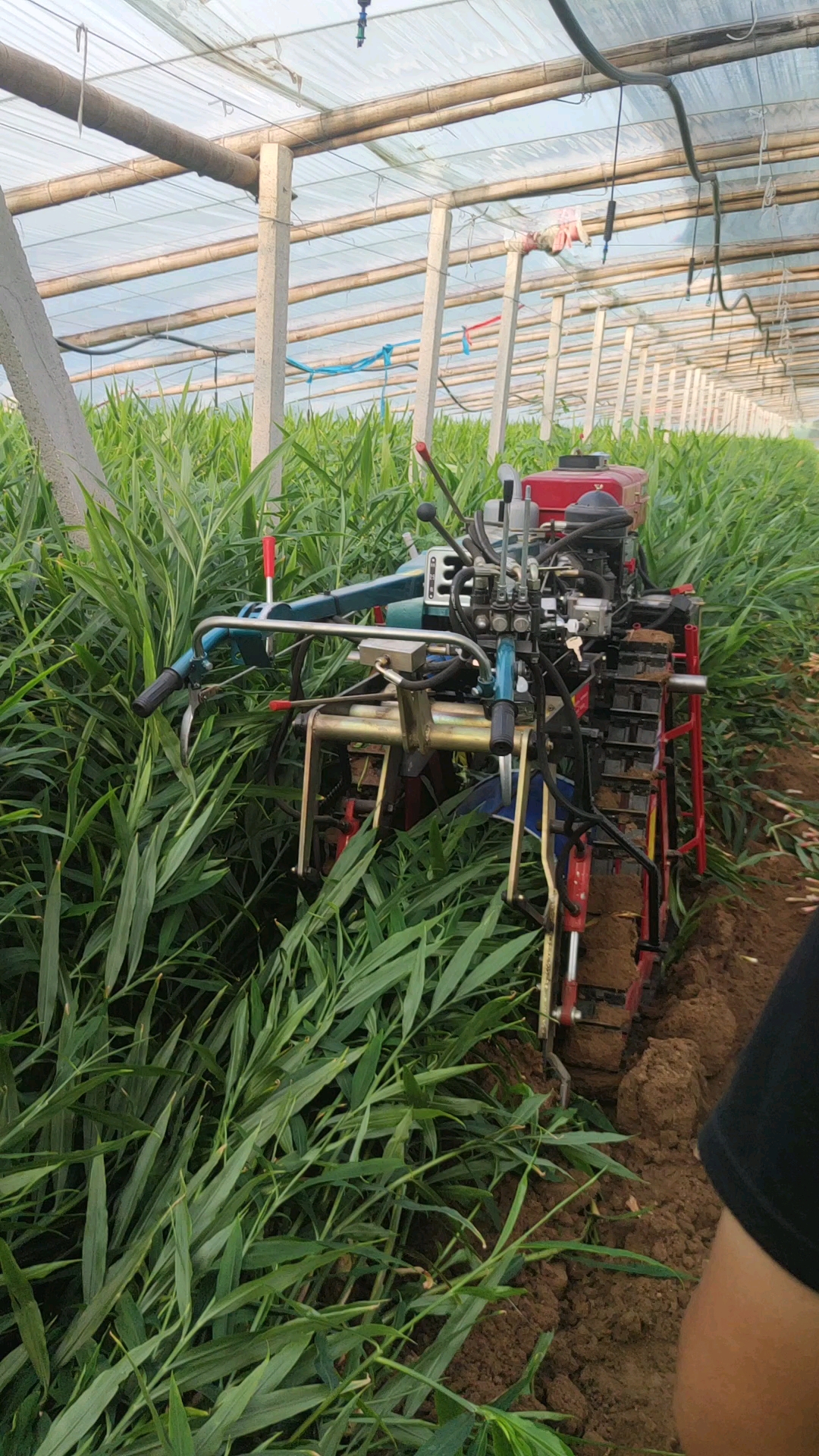 今年出姜用大姜收获机,出姜效果就是好,敢和全网友商对比,0破碎带姜母