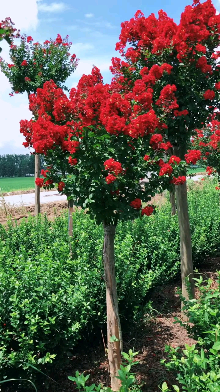 红花紫薇,红红火火,耐寒耐旱南北方都可以栽植,花期长达120天