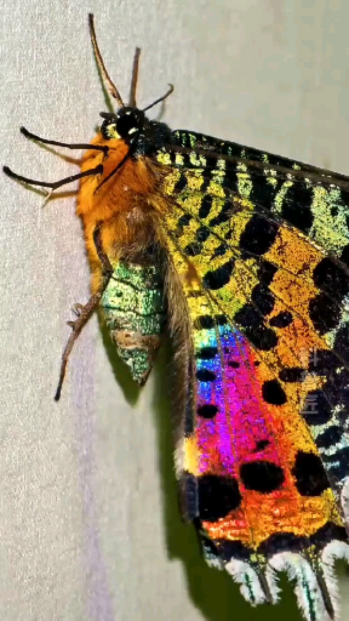 日落蛾,翅膀上具备绝美的"结构色",绚丽的色彩源于鳞片形成的光波干涉