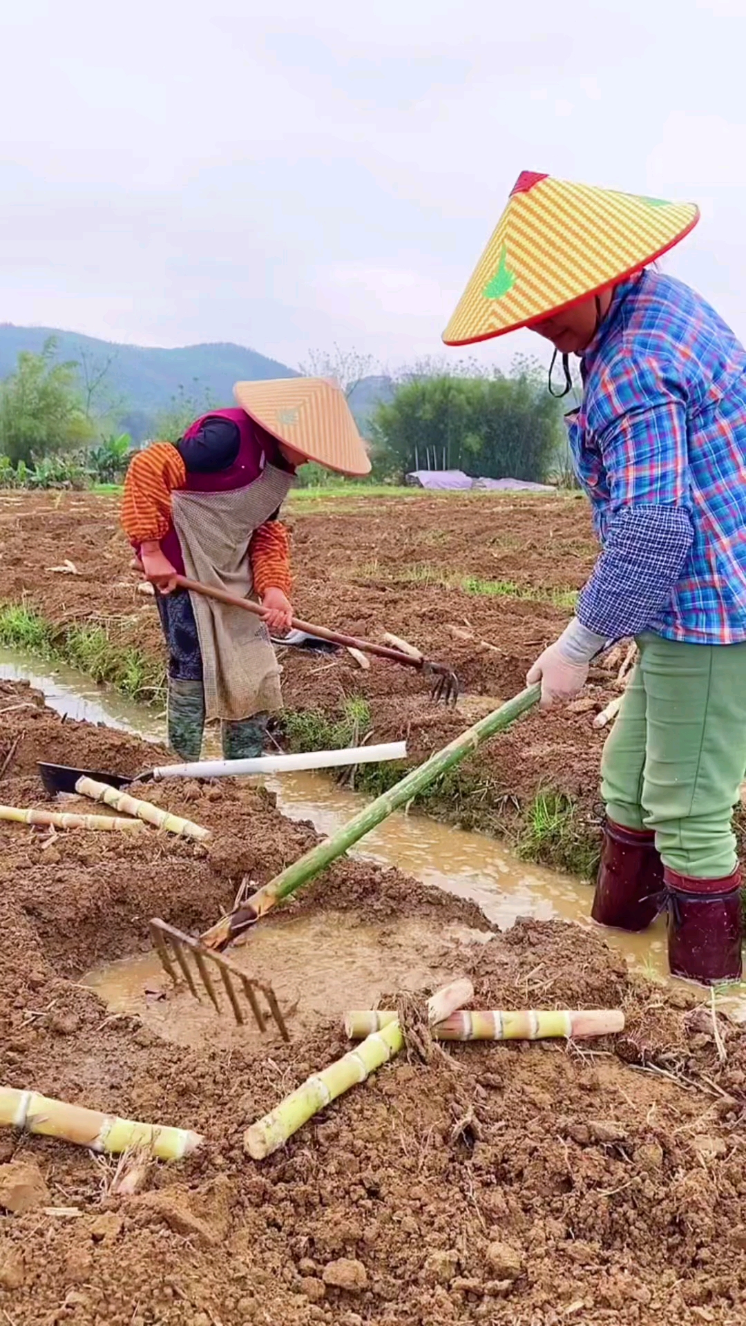 记录生活#春节不休息,一起种甘蔗了,广西贵港木格镇白玉蔗种植现场