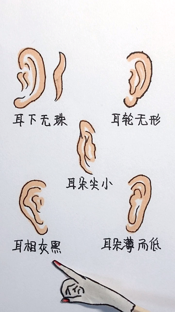 耳朵分几种类型图片图片