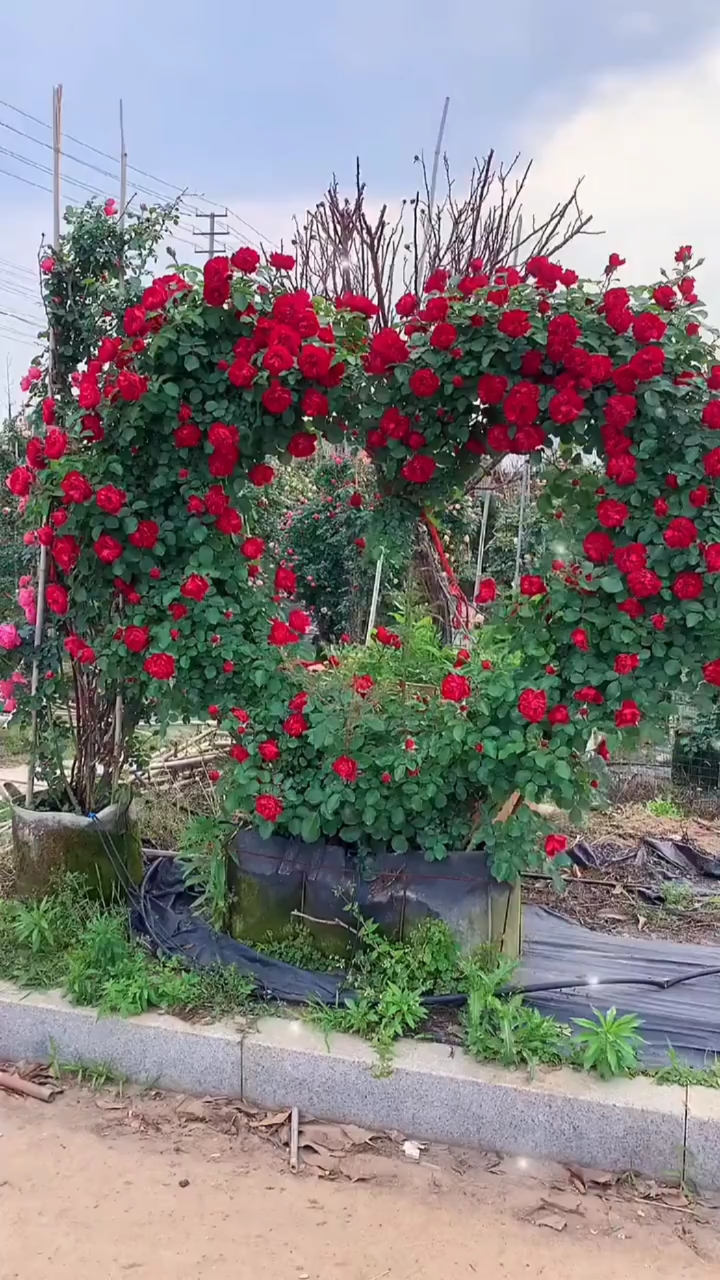 爬藤月季四季开花爆满浓香型花卉