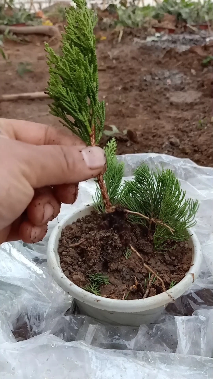 扦插技术#柏树扦插生根小技巧,难到数万人