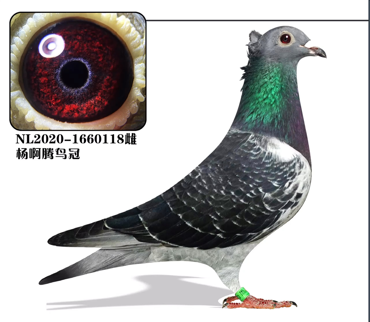 厦门许久#杨阿腾鸟冠就是季度近亲作育出来的.