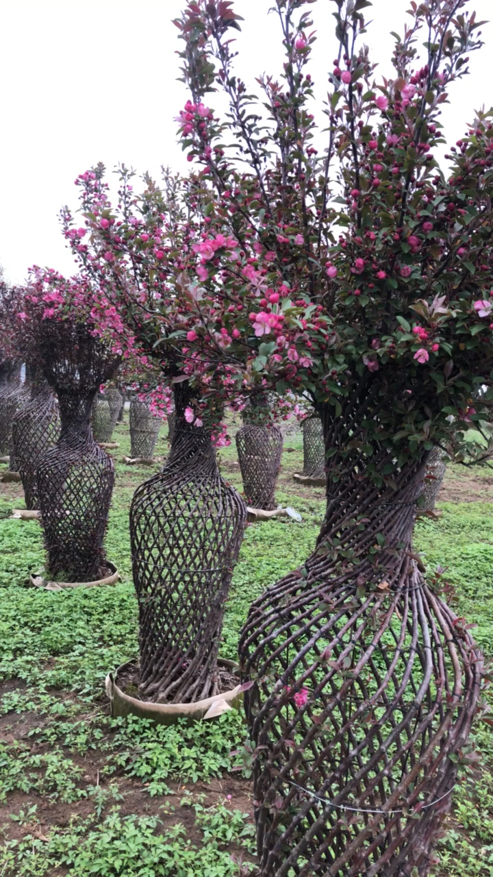 庭院风景树#海棠,花瓶造型.海棠不惜胭脂色,独立蒙蒙细雨中.