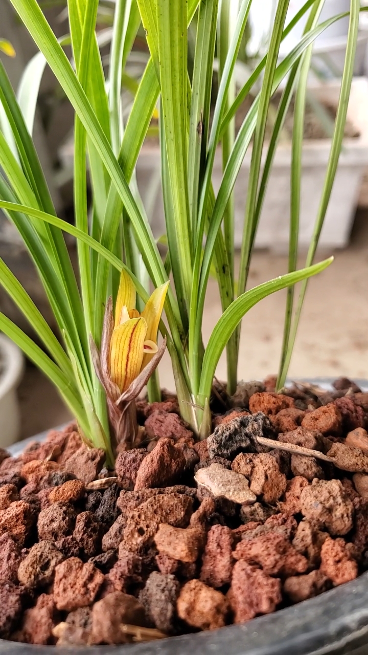 兰花#春兰朱金黄花,颜色艳丽十分稀少-度小视