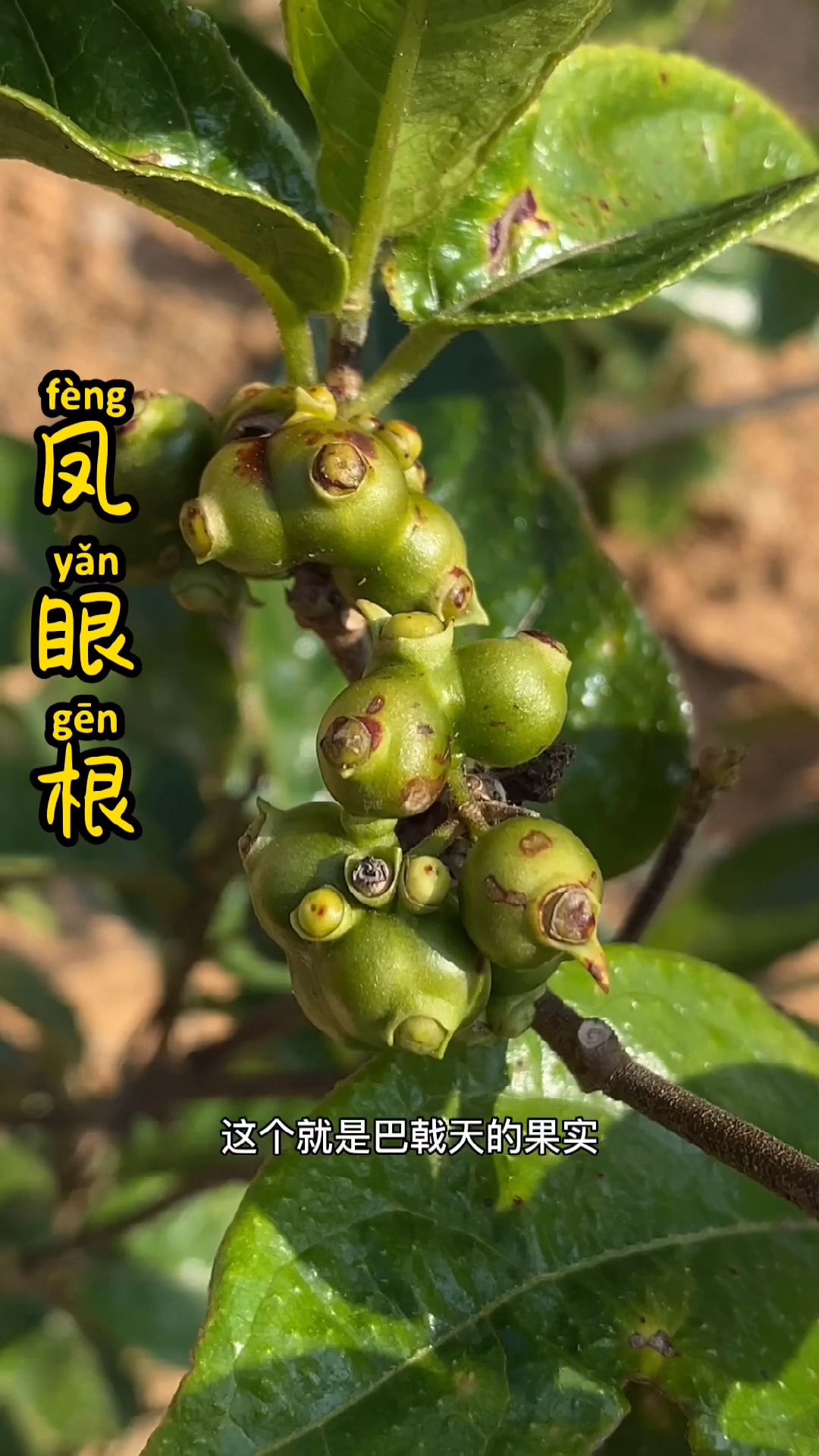 很多人不认识凤眼根