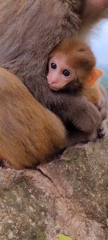 小小爱宠萌化你#漂亮小猴宝