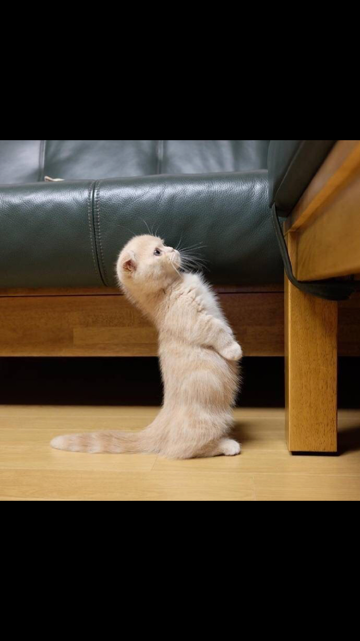 一只喜欢站立的小猫咪,萌炸了!