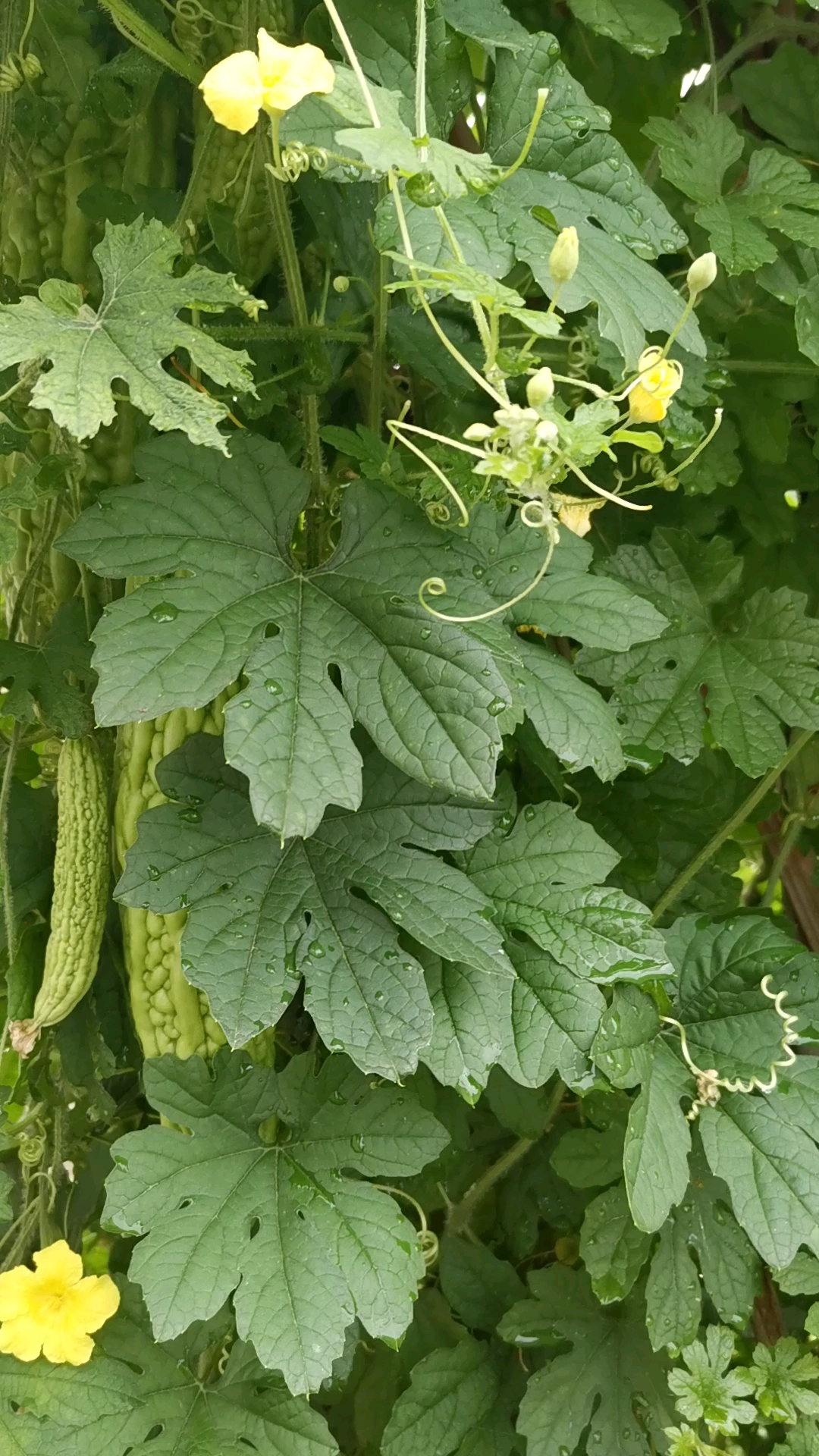 回老家了看看,摘两根苦瓜吃