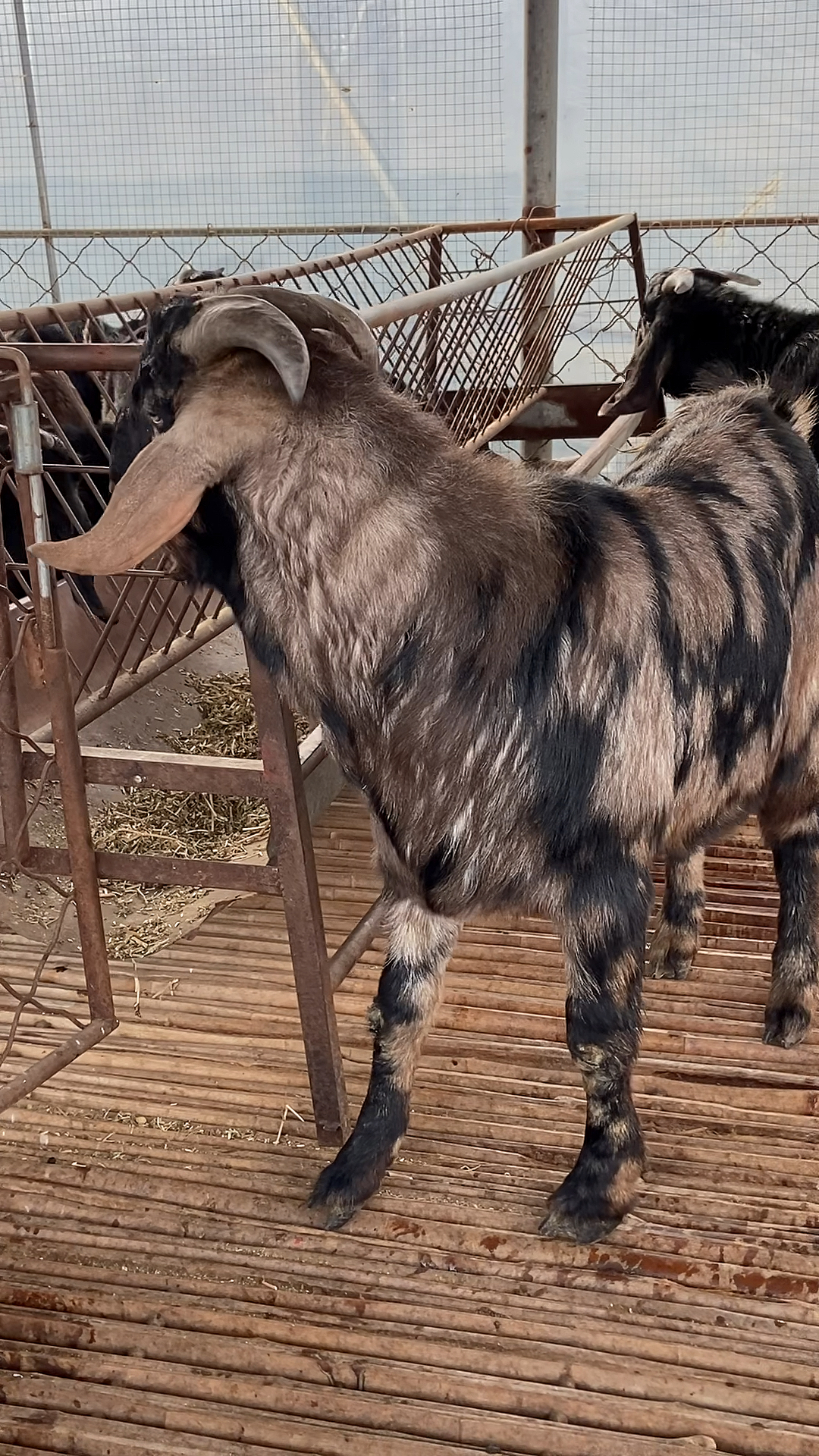 破壳计划#努比亚黑山羊种公羊,努比亚黑山羊大小都有