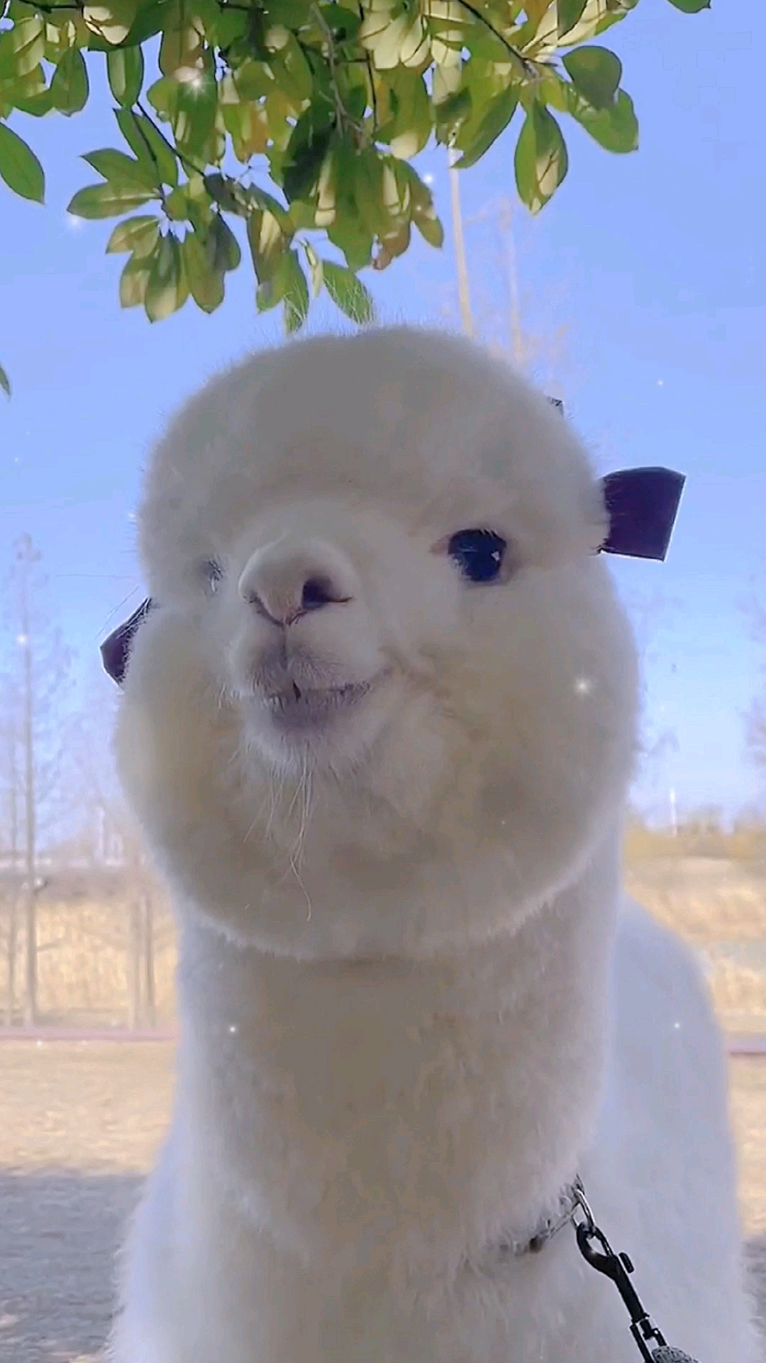 破壳计划#可可爱爱的笑羊驼-度小视