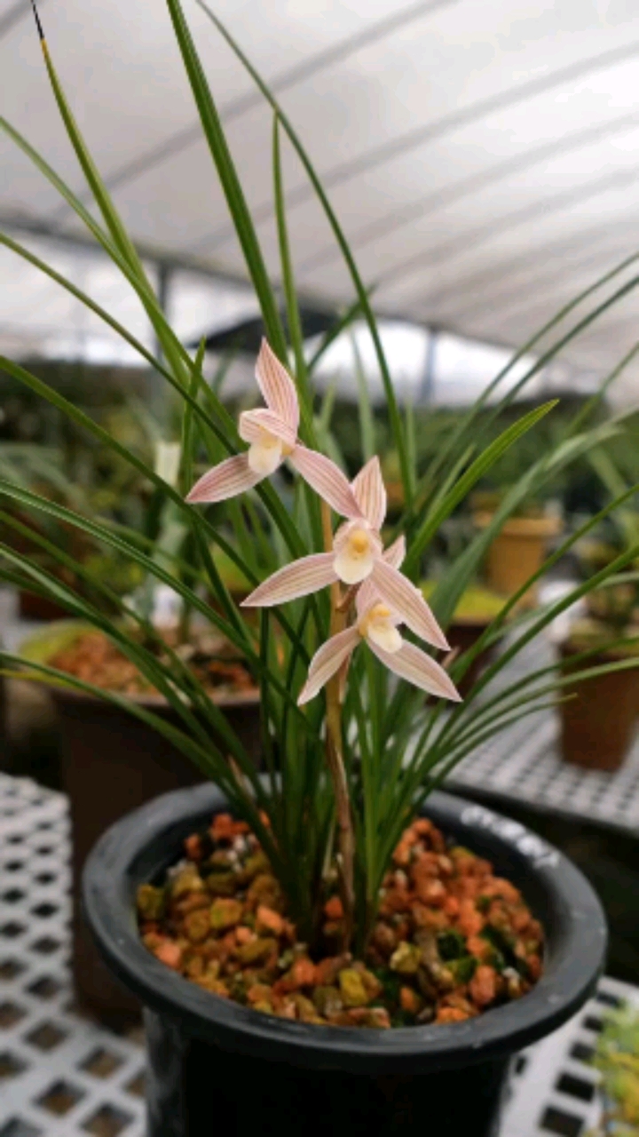 兰花#人面桃花莲瓣兰