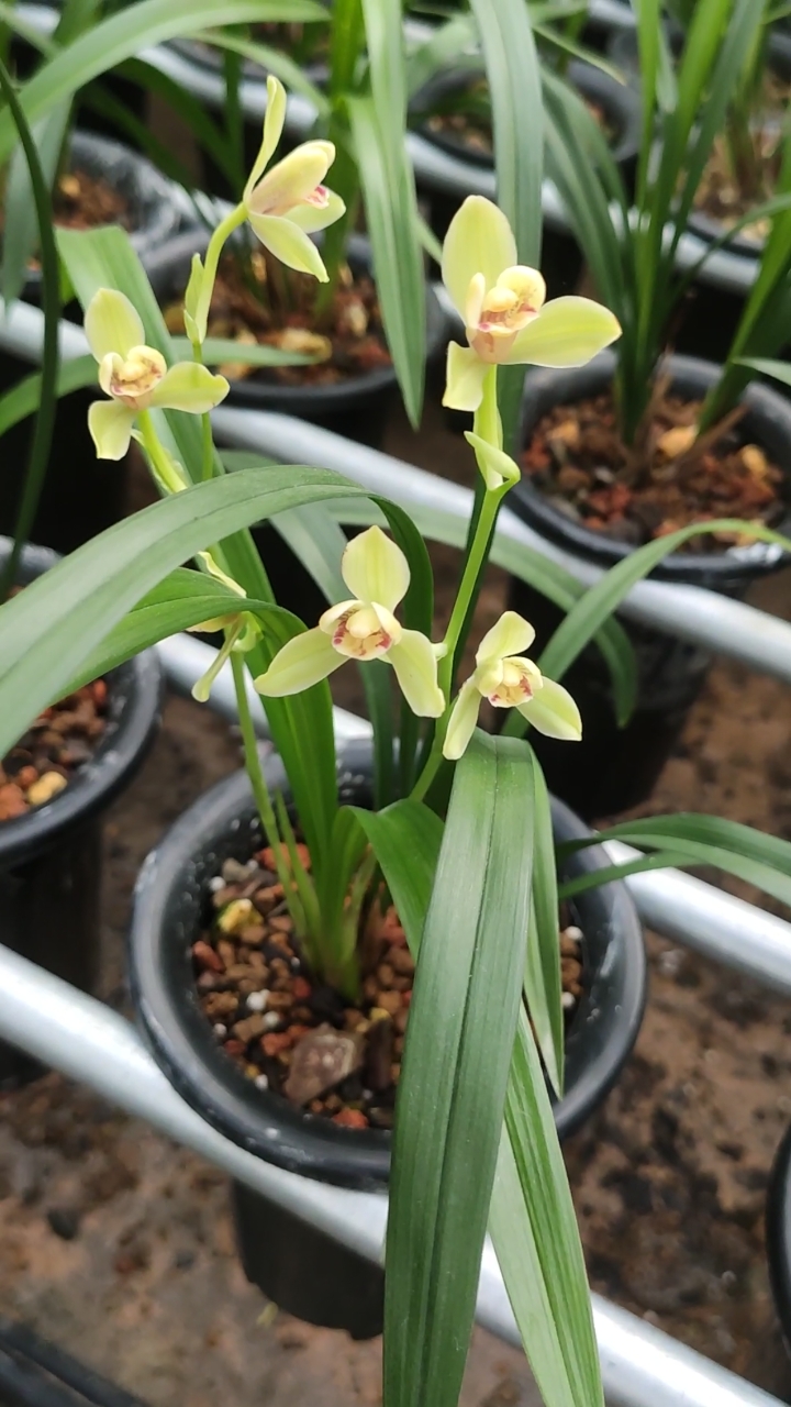 兰花小站#建兰夏皇梅开花了-度小视