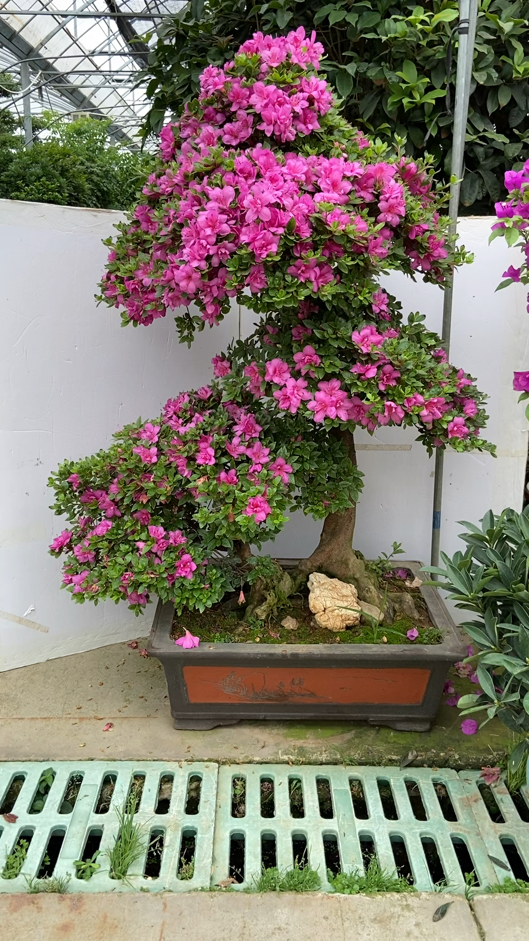 老桩杜鹃