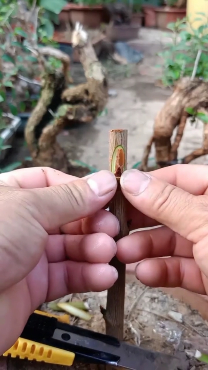 嫁接技术李子嫁接技术分享