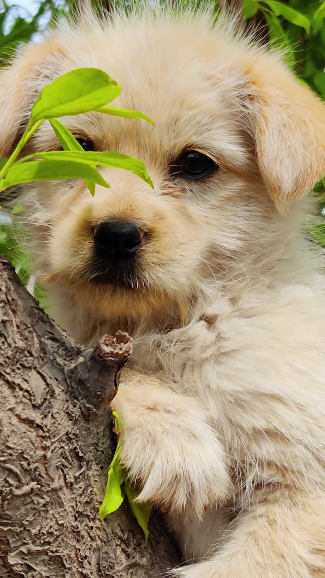 狗#你是能够同时拥有可爱和温柔,把黑夜点亮的人