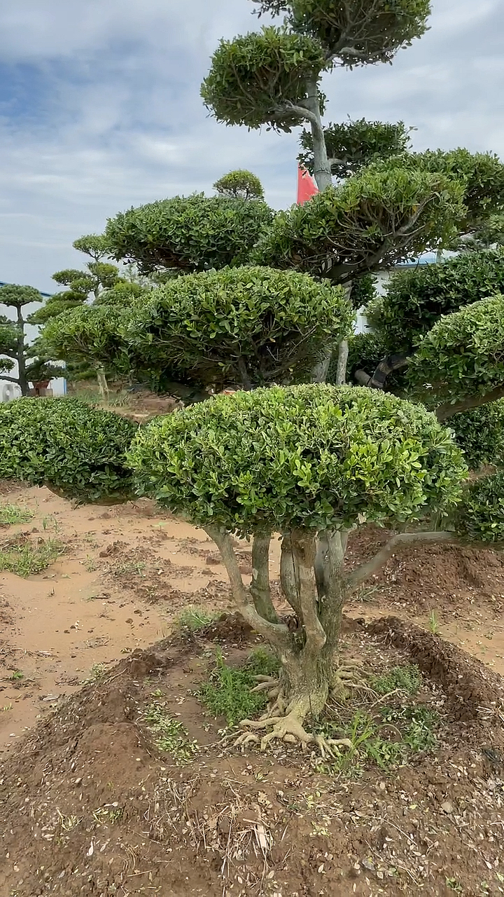 我的黄杨园庭院风景树黄杨造型树