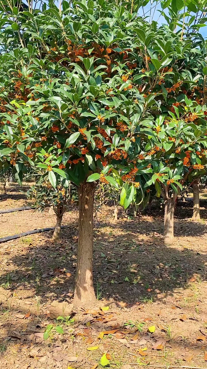 "秋意浓浓桂花依然飘香."红花丹桂
