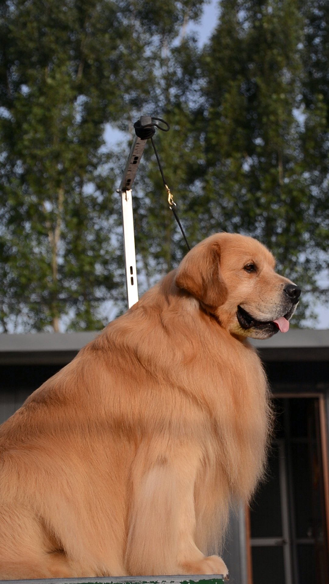 金毛夜华#华丽之王,夜华