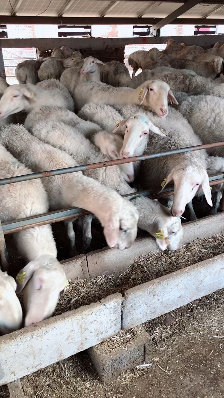 湖羊是高产母羊吗纯种正宗大湖羊