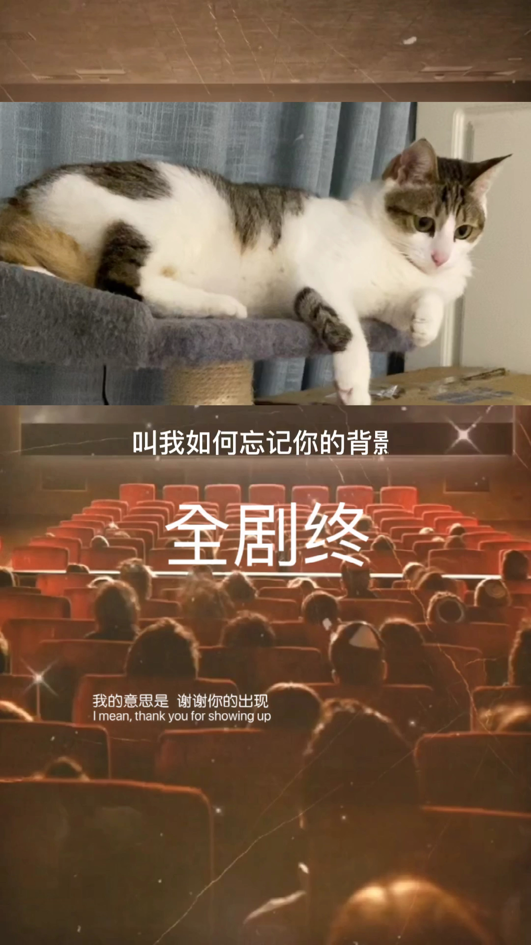 我家萌宠成精了嘿嘿电影谢幕了