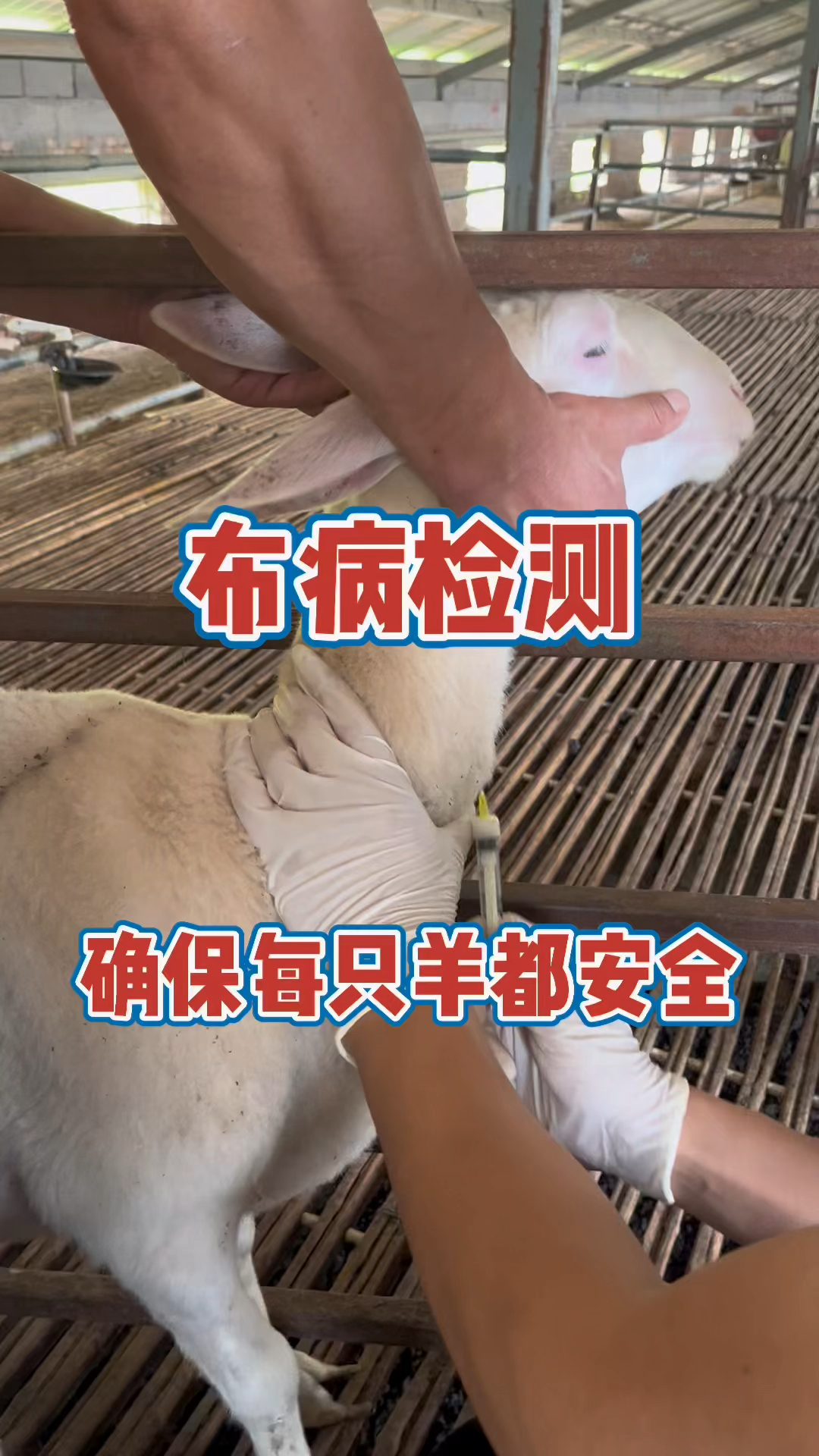 山东湖羊养殖场#布病检测确保每只羊都健康