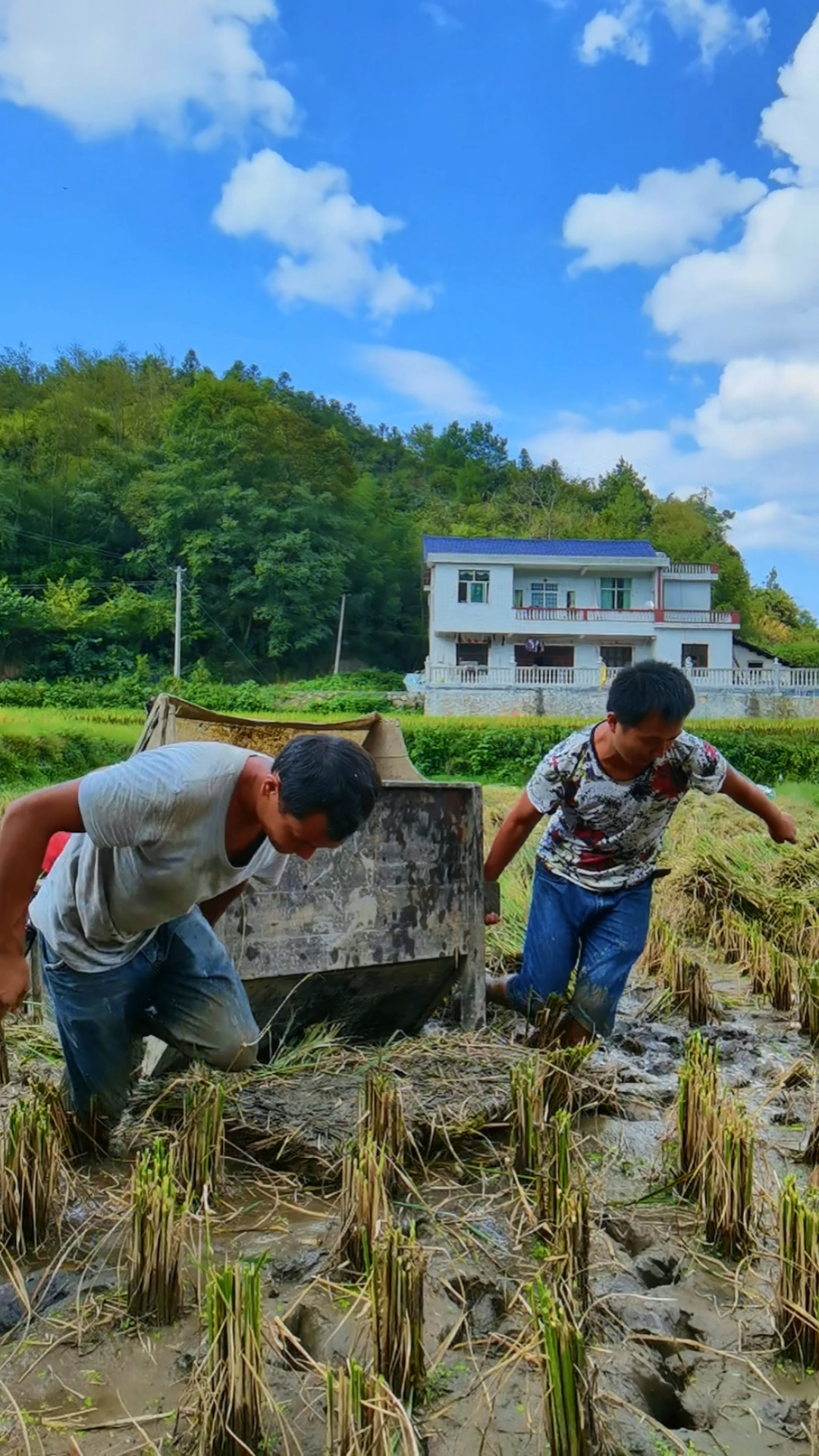 打谷子场景图片