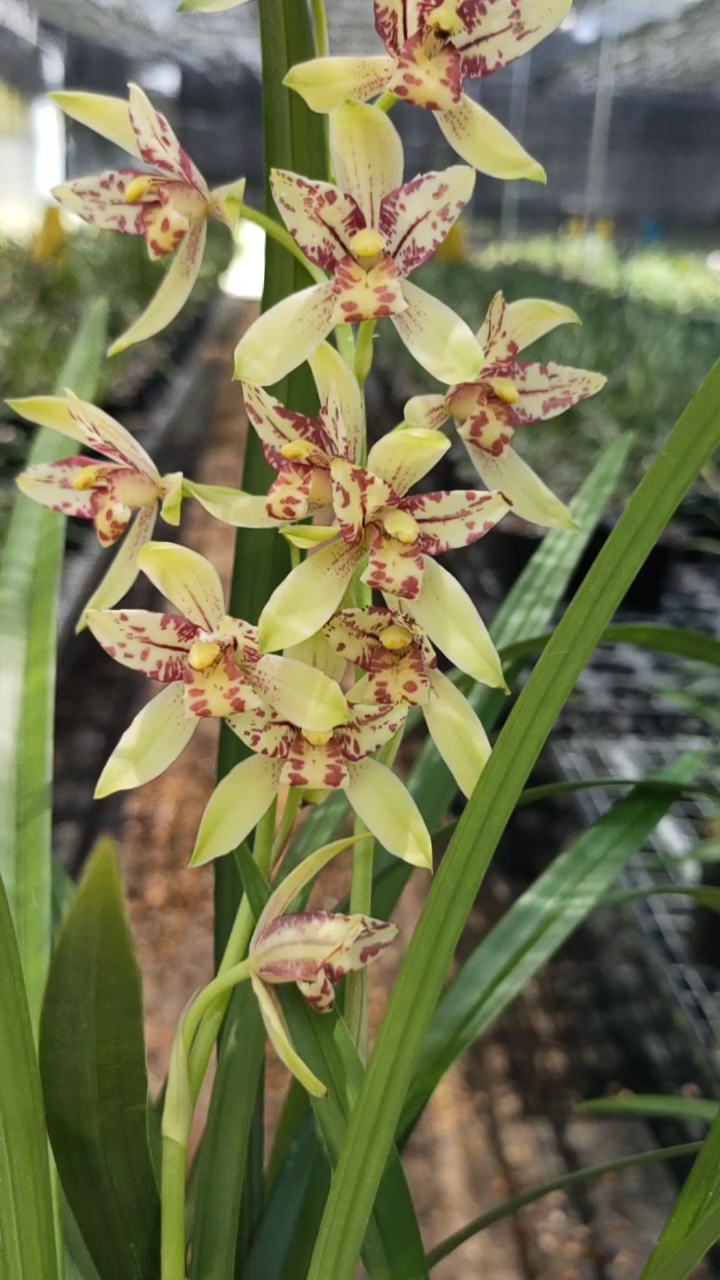 建兰三星蝶,太勤花了,花又多又大,特别香