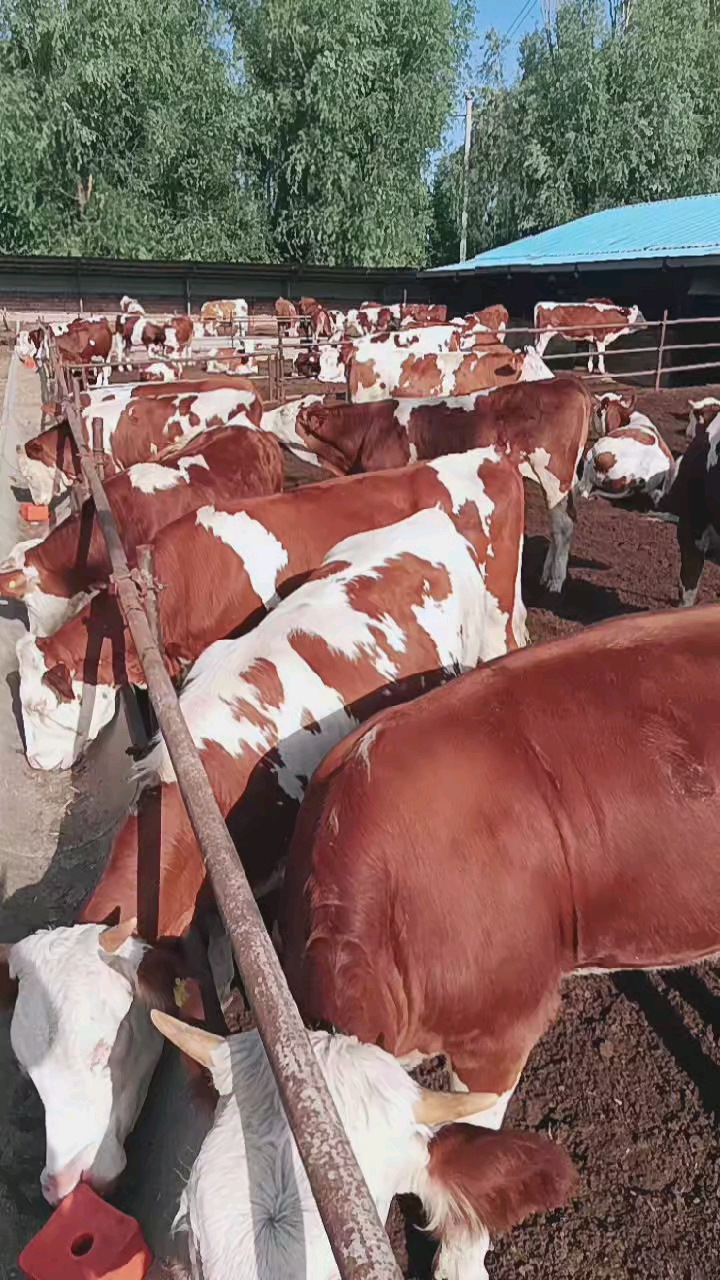 白头静脸紫红花,好牛就在咱们家.
