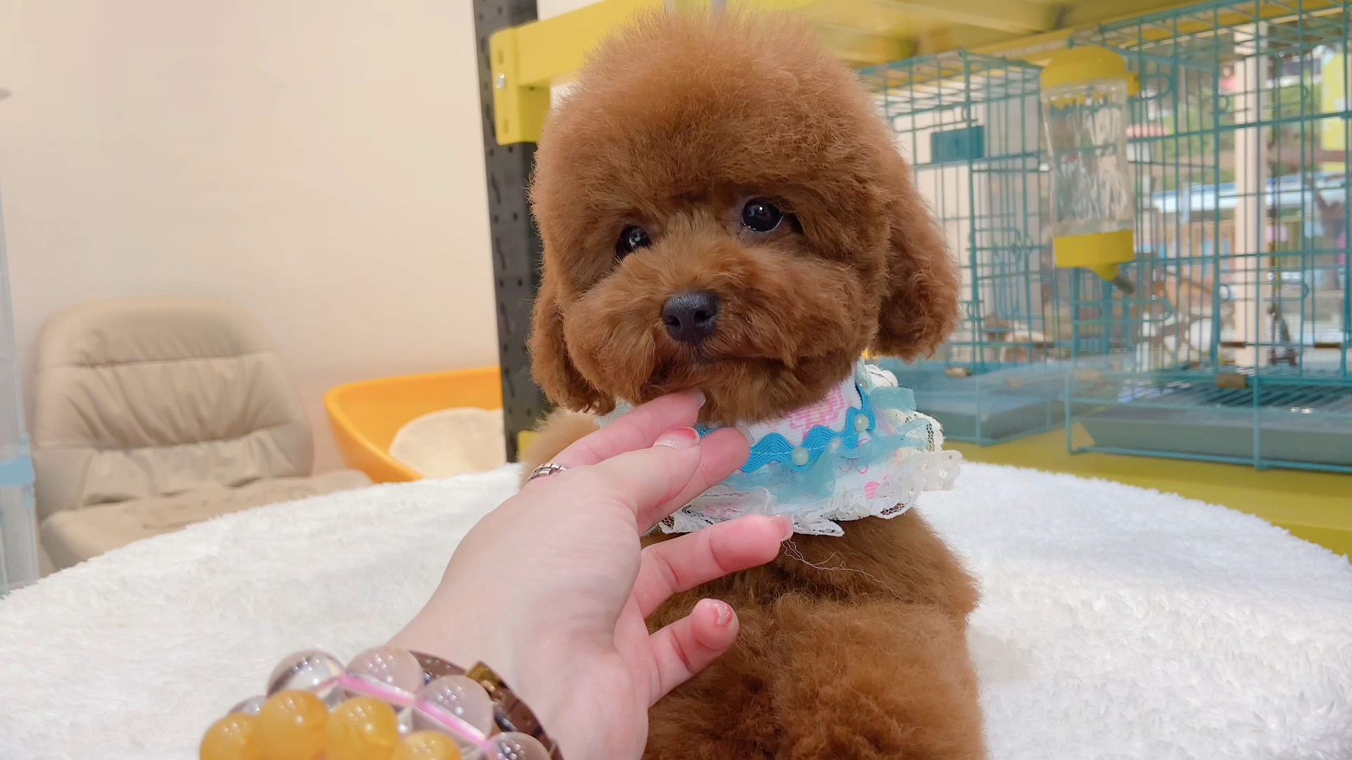 94稀有大迷你体型娃娃脸大眼睛红棕色泰迪妹妹!