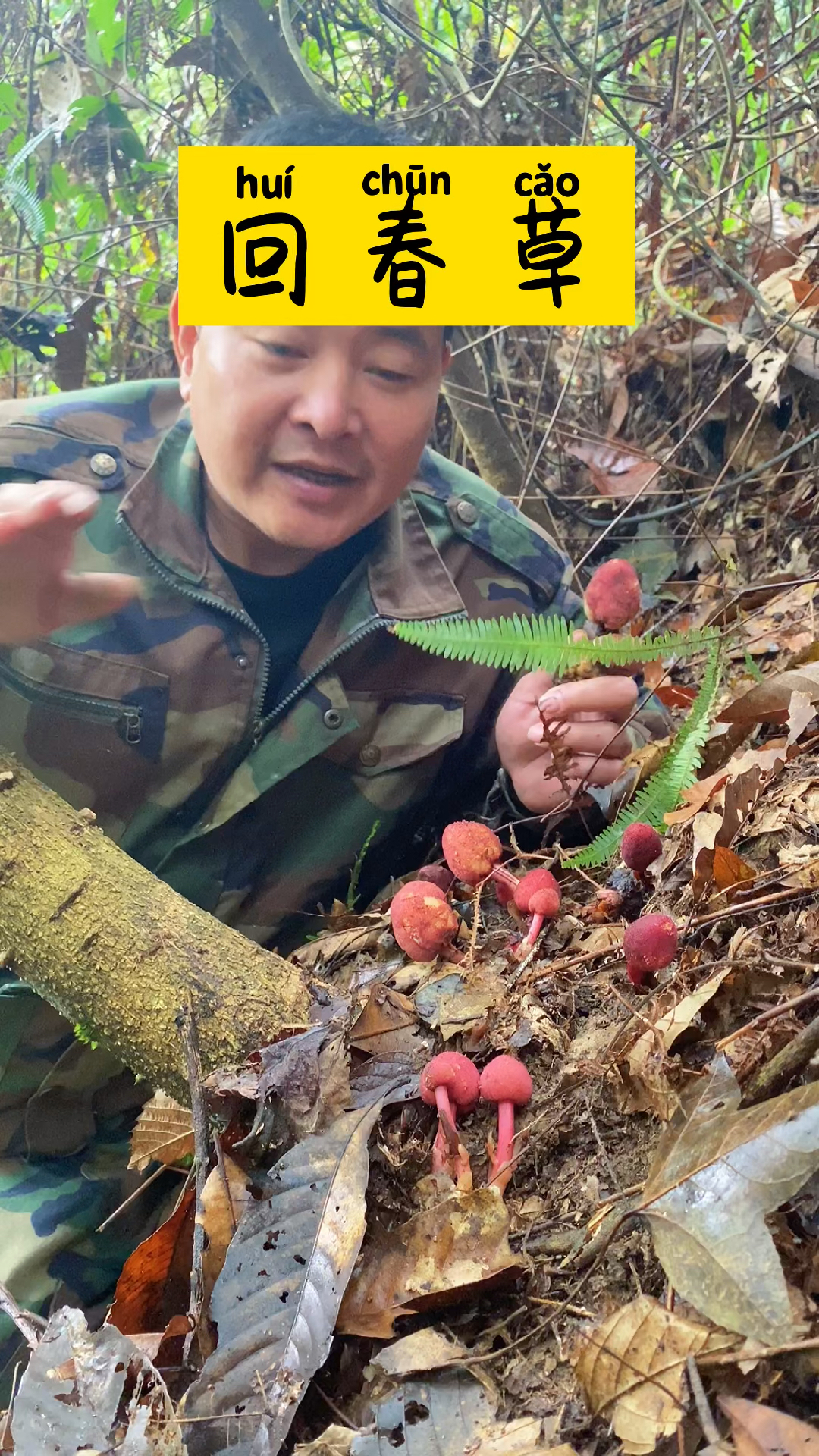 回春草别名顶天柱回型草不老草可以泡水或者泡酒