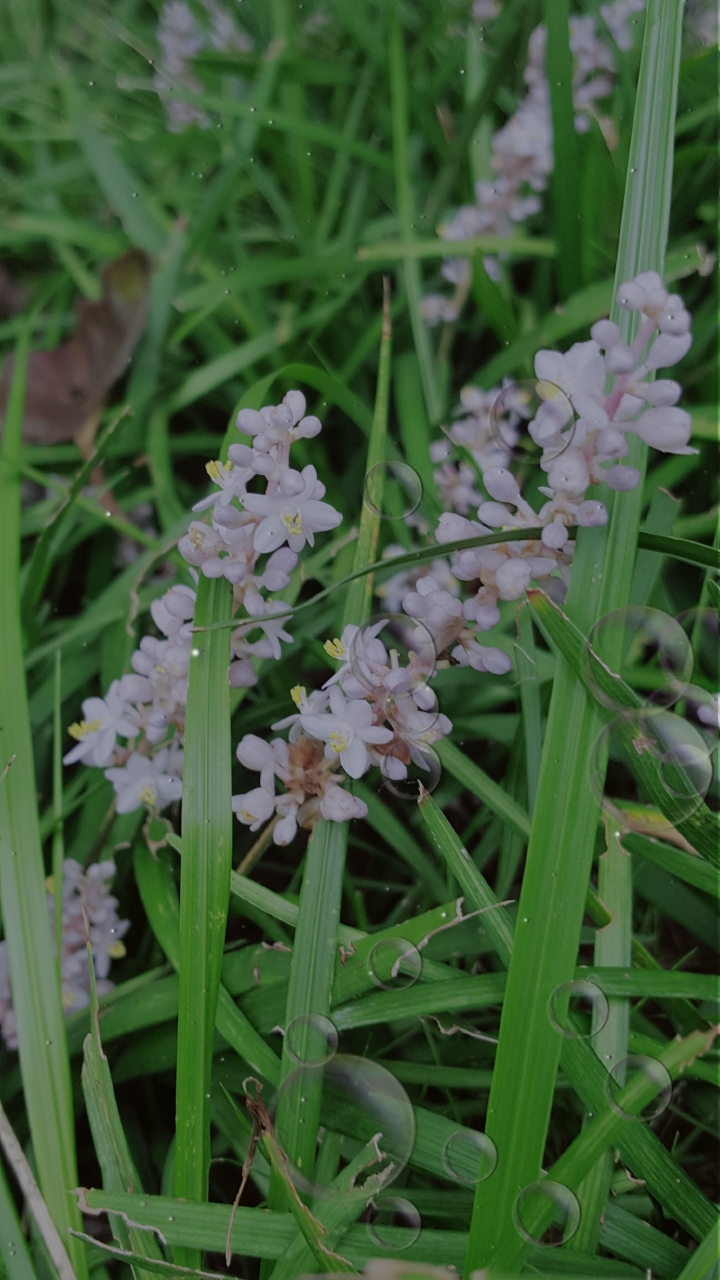 药材麦冬开的花真美