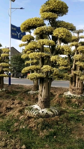 黄金万两寓意家财万贯适合庭院别墅区栽植四季不落叶-度小视