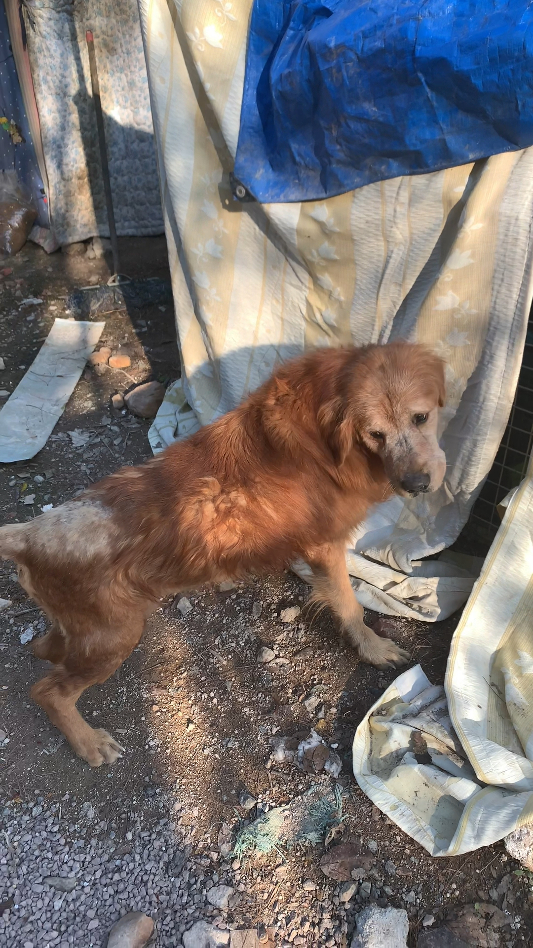 流浪动物救助#受伤金毛恢复的很好,现在越来越活跃了!