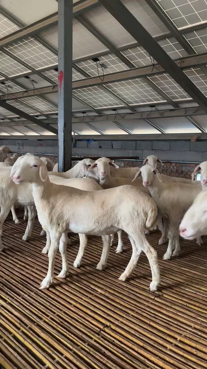 纯种大体湖羊,标准体型,关键是多胎多羔